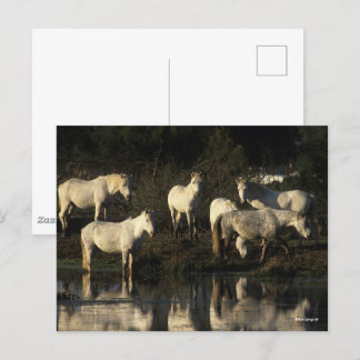 Herd Camargue Ponies in water Briefkaart