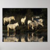 Herd Camargue Ponies in water Poster (Voorkant)