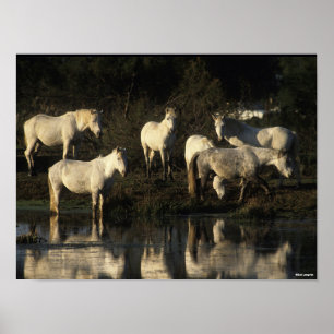 Herd Camargue Ponies in water Poster