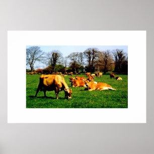 HERD OF JERSEY COWS POSTER