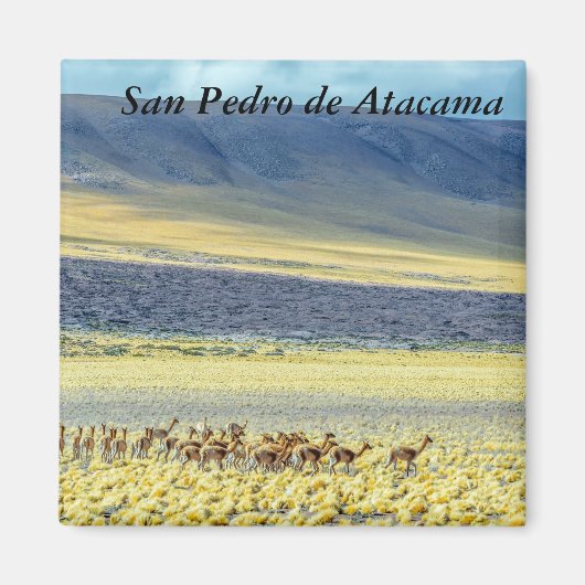 Herd of Vicunas Magneet (Voorkant)