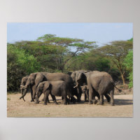 Herd van Elephants