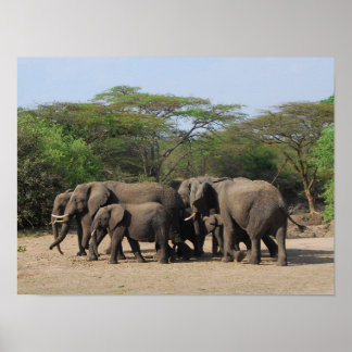 Herd van Elephants Poster