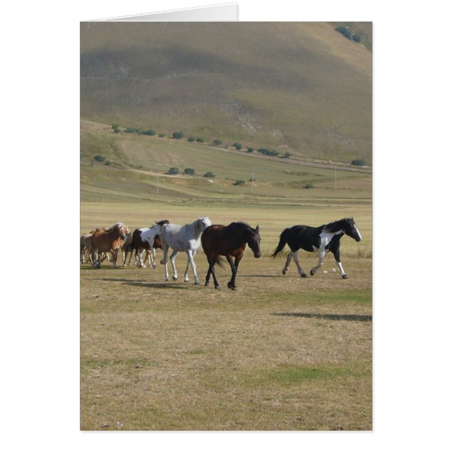 Herd van paarden (Voorkant)