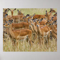 Herd van vrouw Impala, Masai Mara, Kenia.