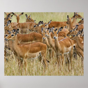 Herd van vrouw Impala, Masai Mara, Kenia. Poster