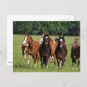 Herd van Welsh Ponies in het veld Briefkaart