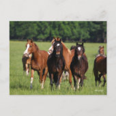 Herd van Welsh Ponies in het veld Briefkaart (Voorkant)