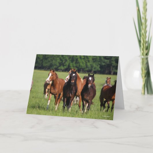 Herd van Welsh Ponies in het veld Kaart (Voorkant)