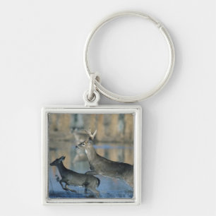 Herd van whitetail die door water loopt sleutelhanger