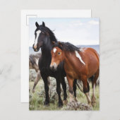 Herd van wilde paarden briefkaart (Voorkant / Achterkant)
