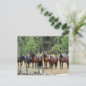 Herd van wilde paarden briefkaart (Staand voorkant)