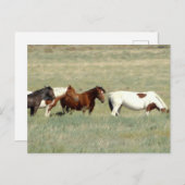 Herd van wilde paarden briefkaart (Voorkant / Achterkant)
