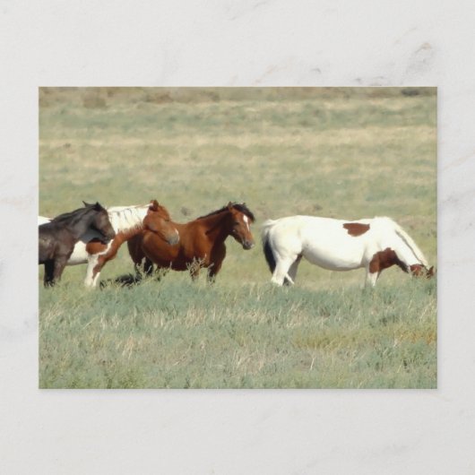 Herd van wilde paarden briefkaart (Voorkant)