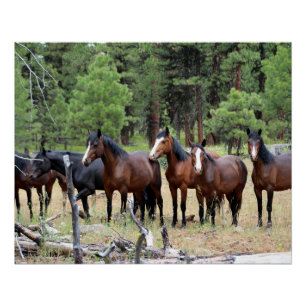 Herd van wilde paarden perfect poster