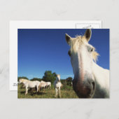 Herd van witte paarden briefkaart (Voorkant / Achterkant)