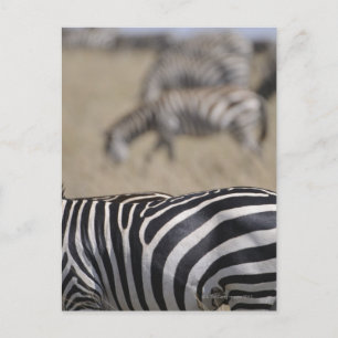 Herd van Zebras grazing, Masai Mara Game Reserve Briefkaart