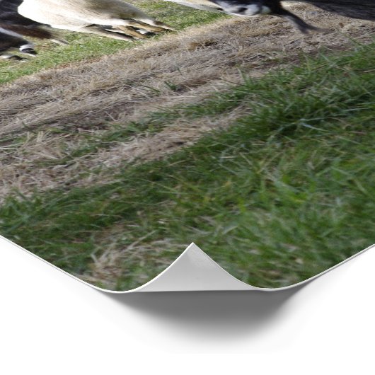 Herding Home poster (Hoek)