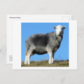 Herdwick Sheep Briefkaart (Voorkant / Achterkant)
