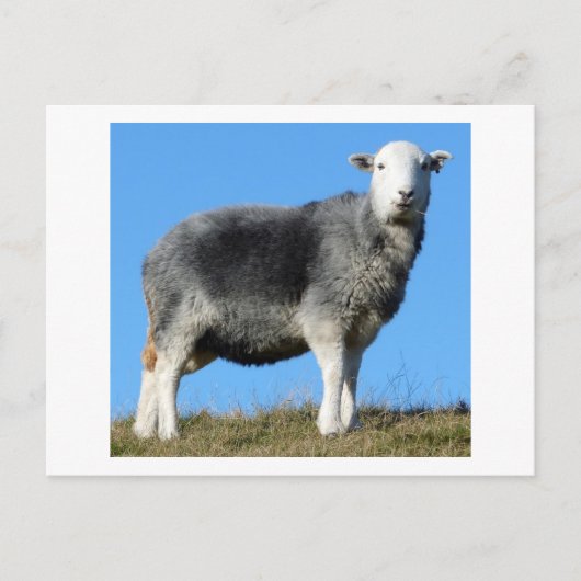 Herdwick Sheep Briefkaart (Voorkant)