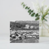 Herdwick Sheep Briefkaart (Staand voorkant)