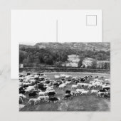 Herdwick Sheep Briefkaart (Voorkant / Achterkant)