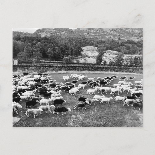 Herdwick Sheep Briefkaart (Voorkant)