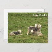 Herdwick Sheep Lake District Briefkaart (Voorkant / Achterkant)