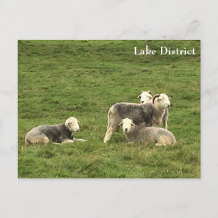 Herdwick Sheep Lake District Briefkaart