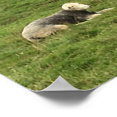 Herdwick Sheep Poster (Hoek)