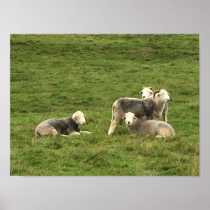 Herdwick Sheep Poster