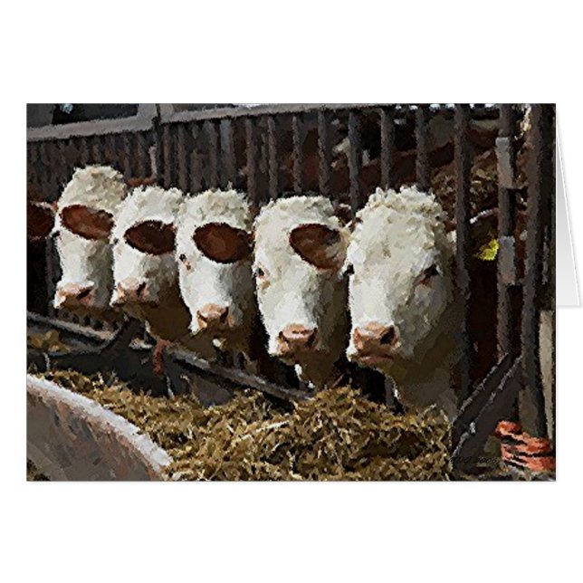 Hereford Cattle (Devant horizontal)