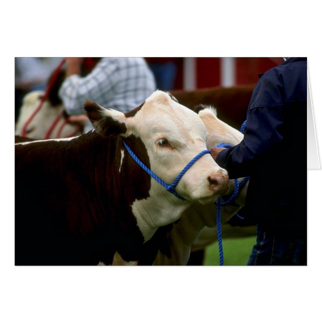 Hereford Cattle (Devant horizontal)