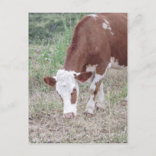 Hereford koe zoekt vrede en liefde briefkaart
