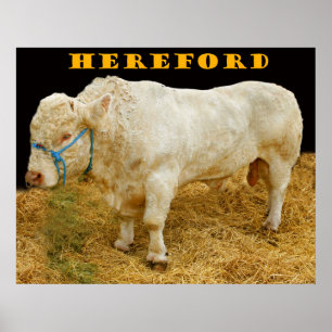 hereford poster