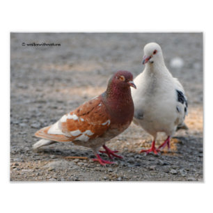 Heren-Dovey Pigeons: Gentlemen prefereren Redheads Foto Afdruk