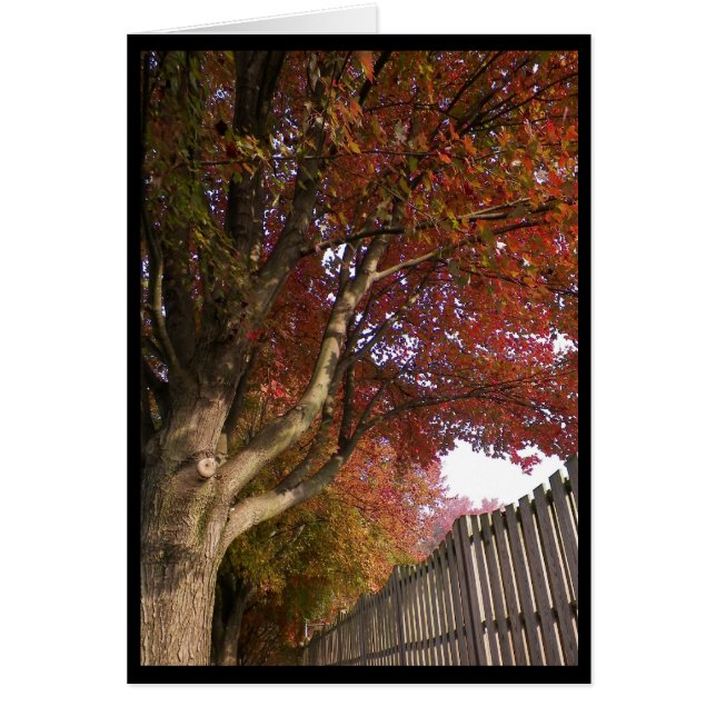 herfst ~ 15 (Voorkant)