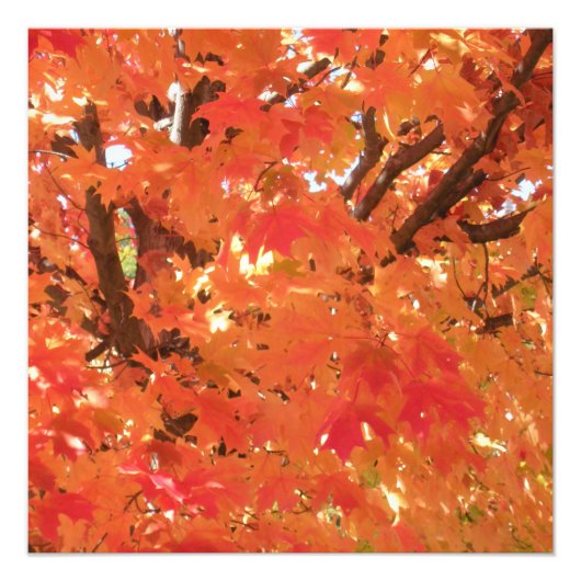 Herfst 1 foto afdruk (Voorkant)