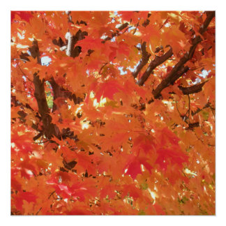 Herfst 1 perfect poster