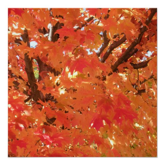 Herfst 1 perfect poster (Voorkant)