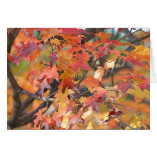 Herfst 3