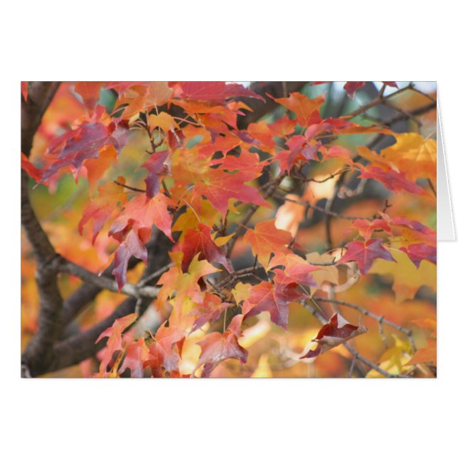 Herfst 3 (Voorkant Horizontaal)