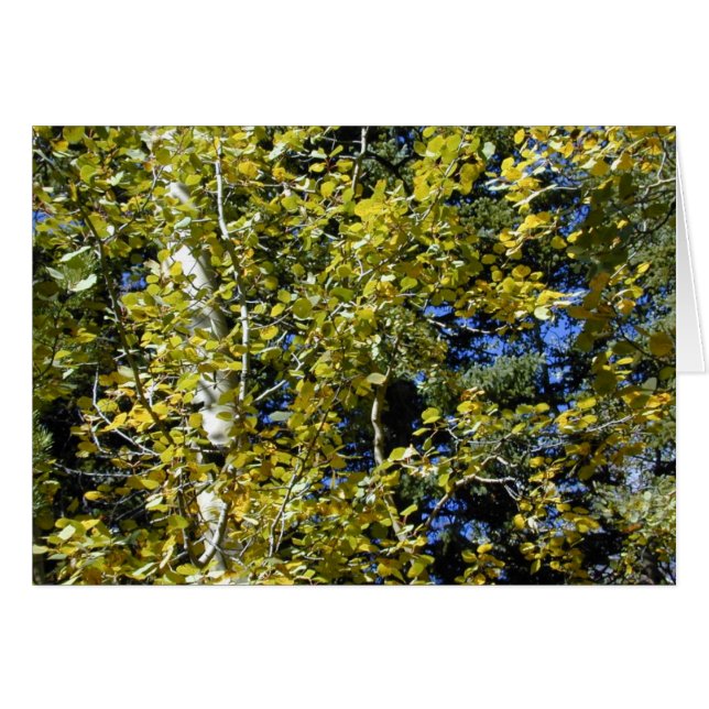 Herfst Aspen laat kaart (Voorkant Horizontaal)