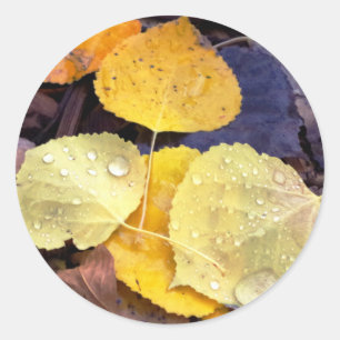Herfst Aspen laat Stickers achter