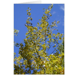 Herfst Aspen Leaves II kaart