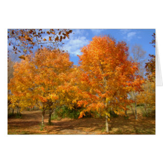 herfst bij het meer van Silver #6