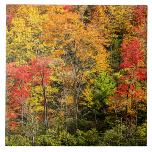 Herfst bij Sims Pond North Carolina, Blue Ridge Tegeltje