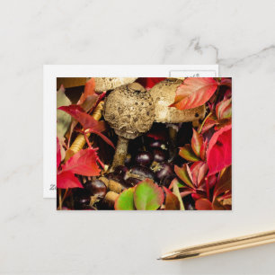 Herfst Bladeren, kastanjes paddenstoelen foto Briefkaart