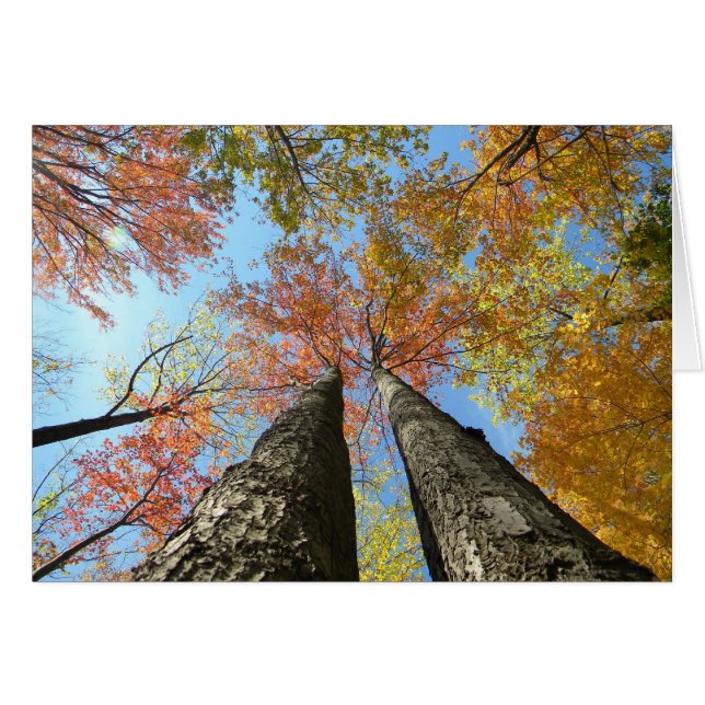 Herfst blauw omhoog 2 (Voorkant Horizontaal)