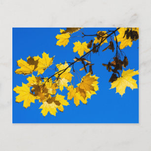 Herfst Blues Briefkaart